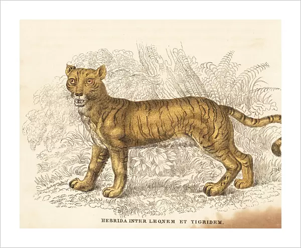 Lion x tiger hybrid