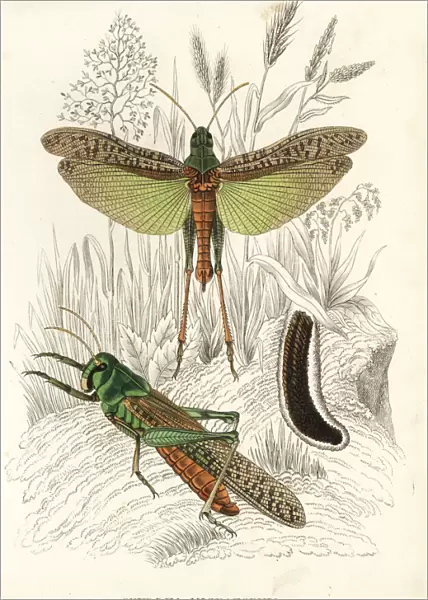 Migratory locusts and eggs, Locusta migratoria