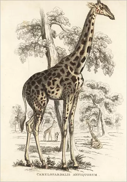 Kordofan giraffe, Giraffa camelopardalis antiquorum