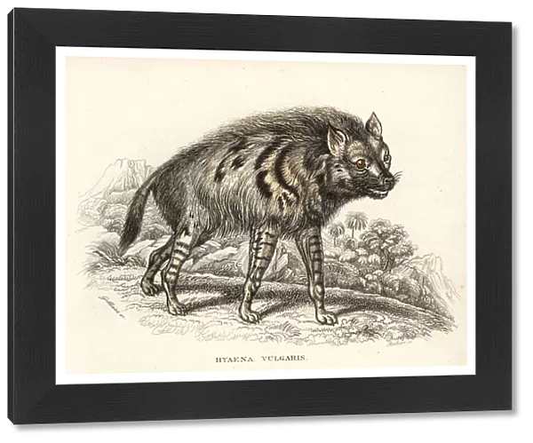 Striped hyena, Hyaena hyaena