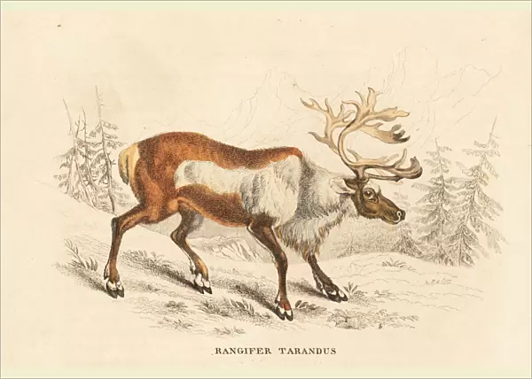 Reindeer or caribou, Rangifer tarandus