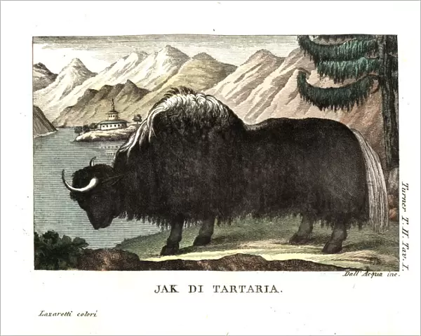 The yak of Tartary, painted by George Stubbs