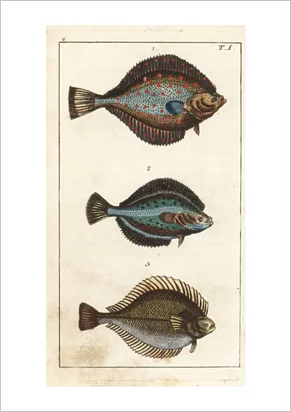 Plaice, flounder, and dab