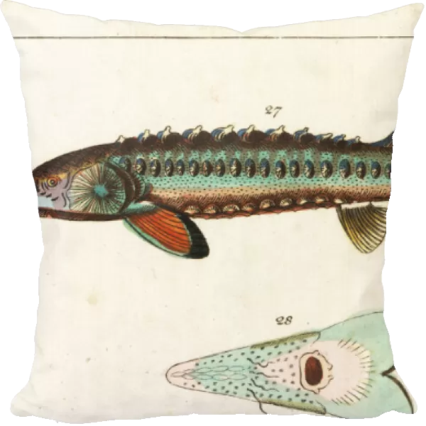 Sea sturgeon, Acipenser sturio 27, and underside 28