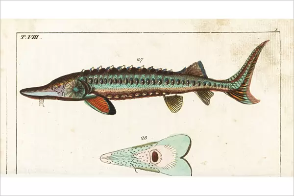Sea sturgeon, Acipenser sturio 27, and underside 28