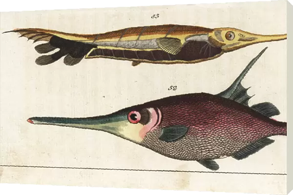 Snipefish and grooved razorfish