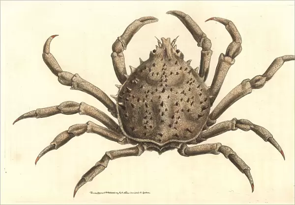 Portly spider crab or notched libinia, Libinia emarginata