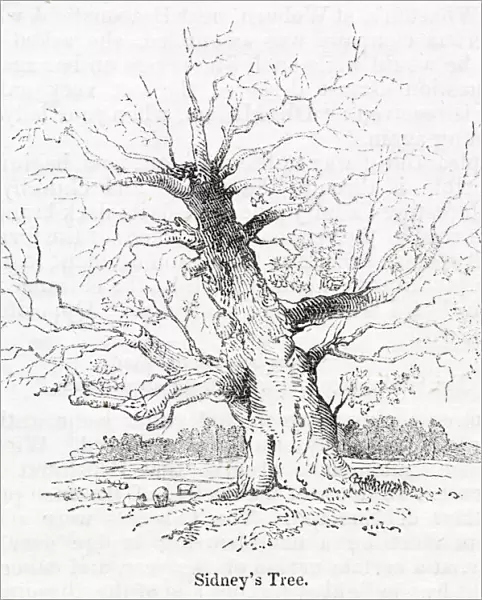 Sidneys oak tree at Penshurst, Tonbridge, Kent