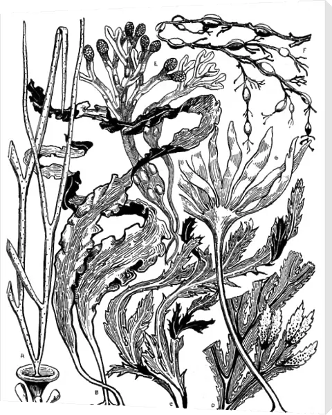 Seaweed. Studies in plant form with suggestions for their application to design