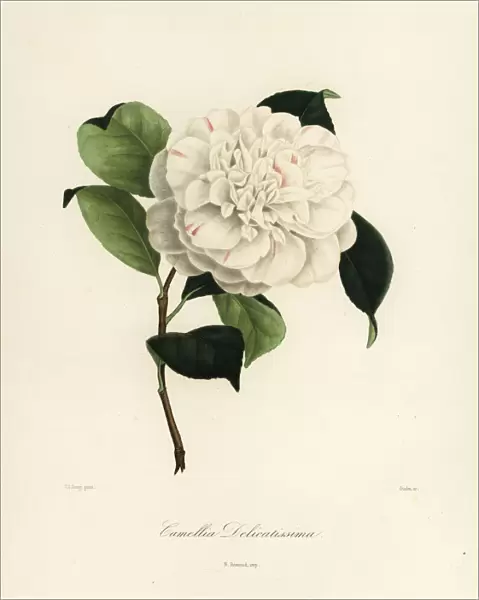 Camellia delicatissima