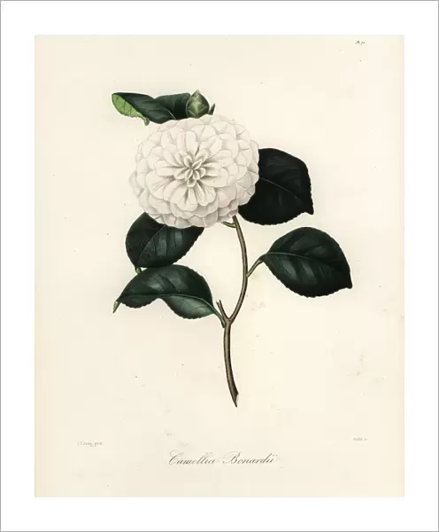 Camellia bonardii