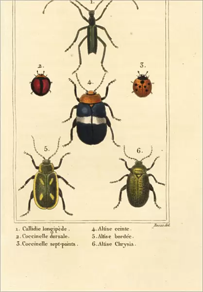 Ladybirds and flea beetles