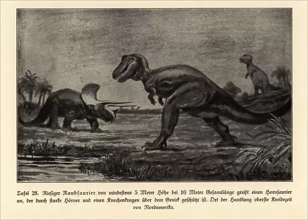 Extinct giant predatory dinosaur attacking a horned dinosaur