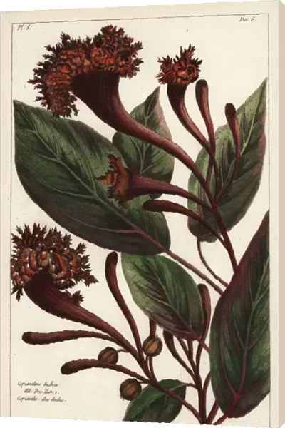 Cornucopian shrub, Copianthus indica