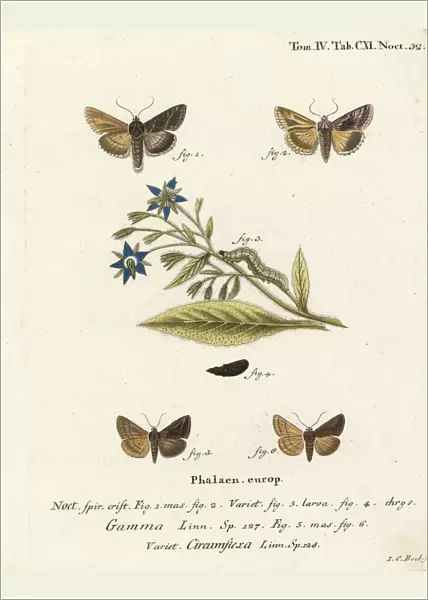 Silver Y and Essex Y moths