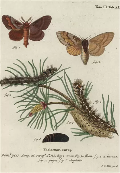 Pine tree lappet, Dendrolimus pini