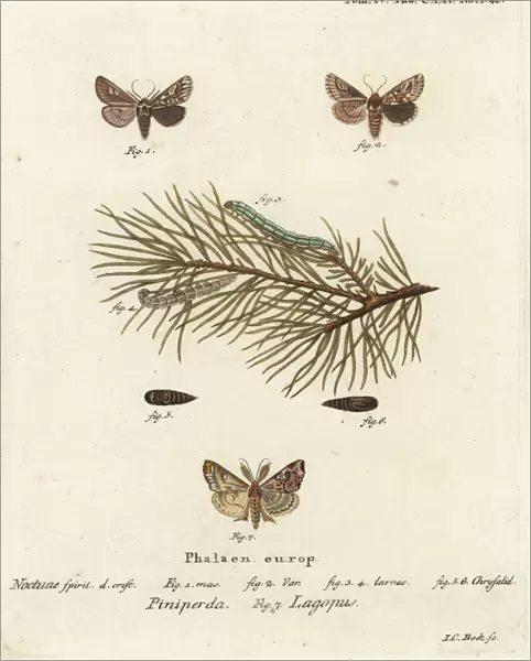 Pine beauty and latin moth