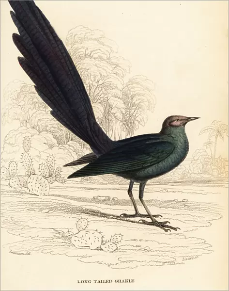 Long-tailed glossy starling, Lamprotornis caudatus