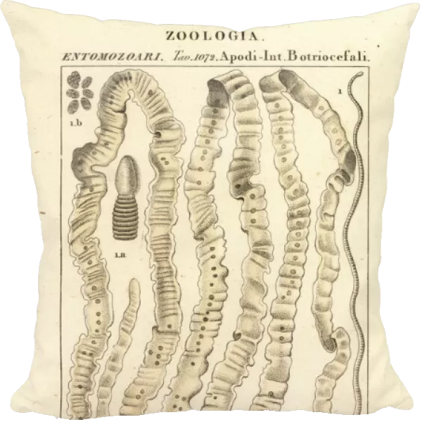 Human tapeworm, Taenia asiatica