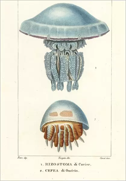 Jellyfish species