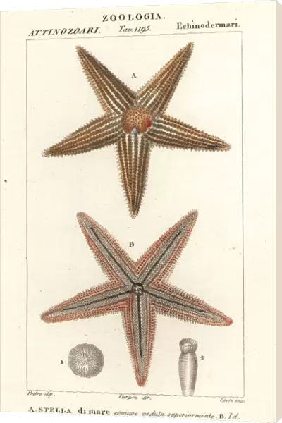 Starfish or sea star, Asterias rubens