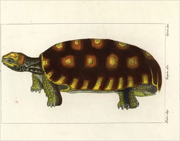 Brazilian giant tortoise, Chelonoidis denticulatus