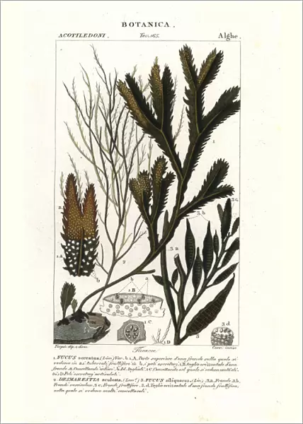 Seaweed species