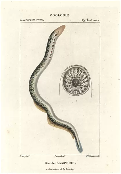 Sea lamprey, Petromyzon marinus