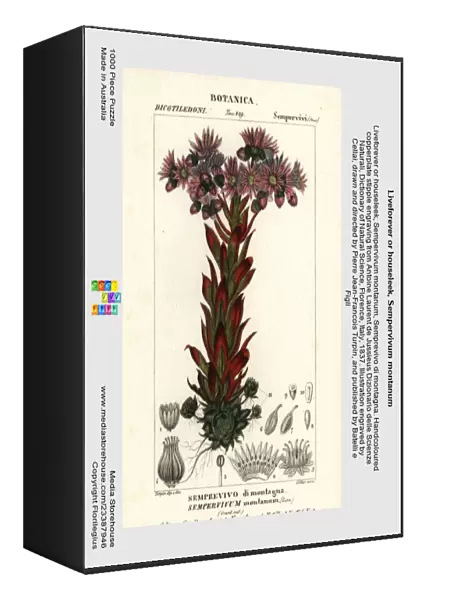 Liveforever or houseleek, Sempervivum montanum