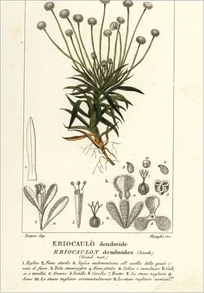 Pipewort, Paepalanthus dendroides