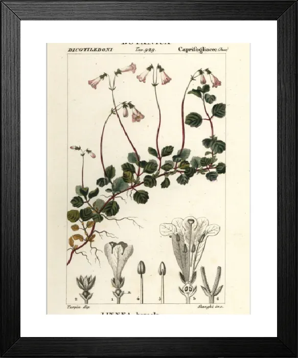 Framed Print : Linnaea borealis Print, 1837 Framed Print : Linnaea borealis Print, 1837