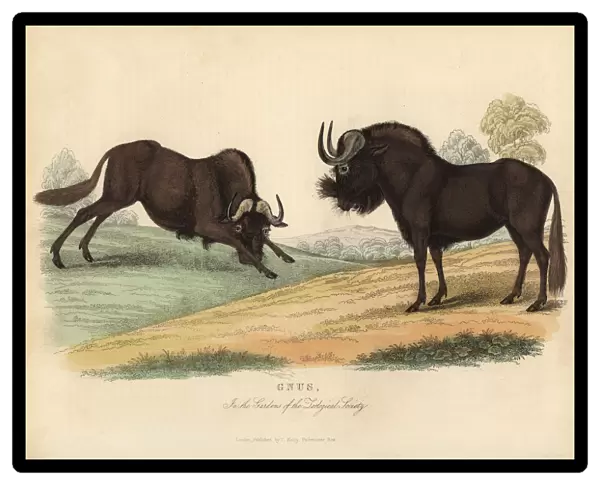 Black wildebeest, Connochaetes gnou