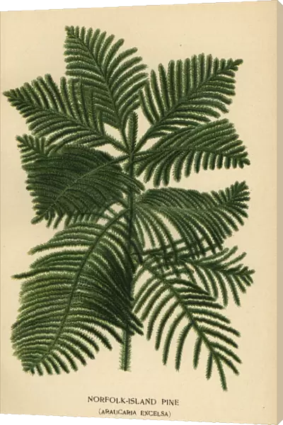 Cook pine, Araucaria columnaris