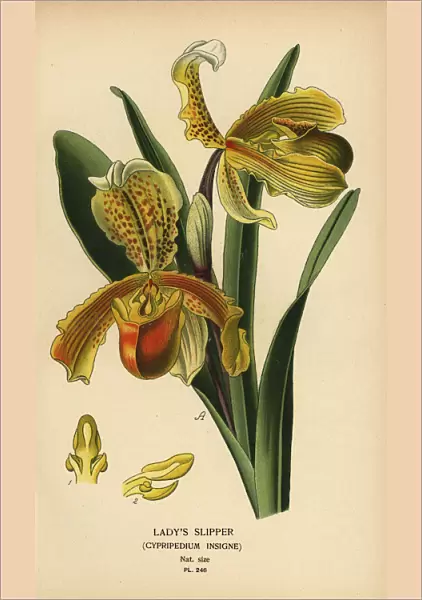 Ladys slipper orchid, Paphiopedilum insigne