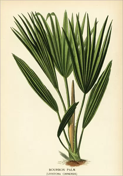 Bourbon palm, Livistona chinensis