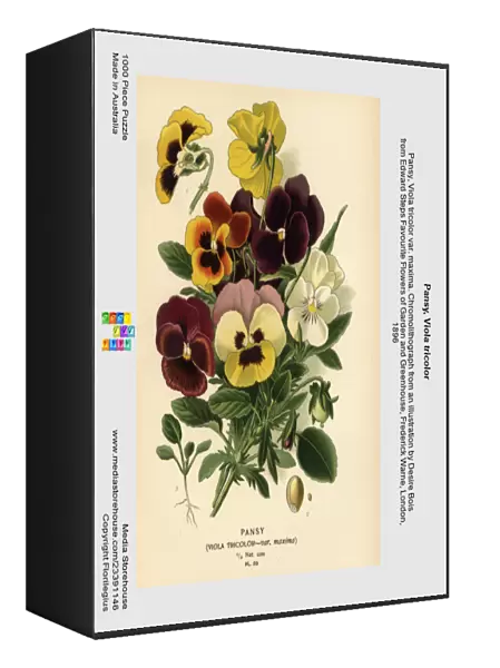 Pansy, Viola tricolor