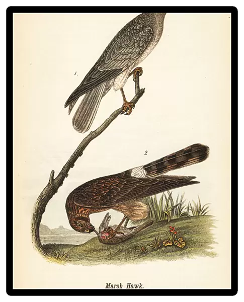 Northern harrier, Circus hudsonius