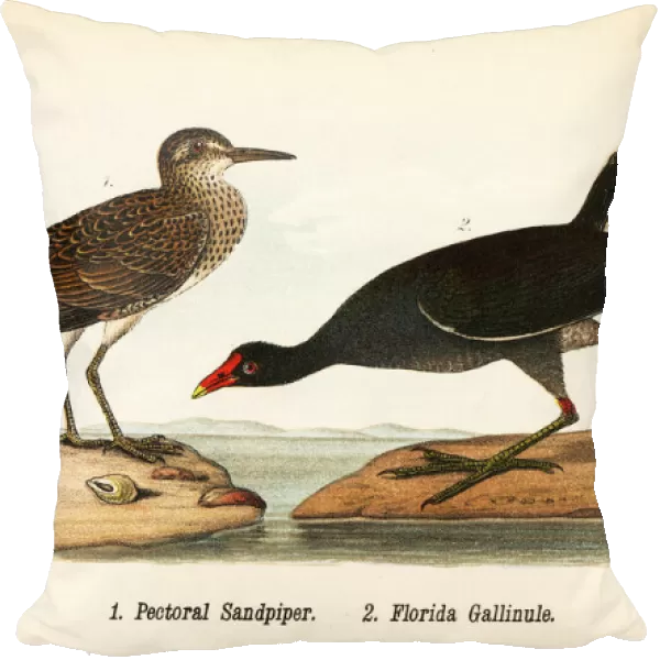 Pectoral sandpiper and common gallinule
