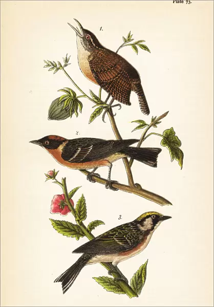 Carolina wren, bay-breasted warbler and chestnut-sided