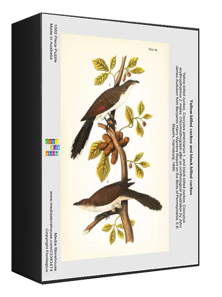 Yellow-billed cuckoo and black-billed cuckoo