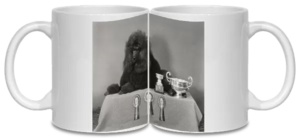 Standard poodle, Ch Leighbridge Catmint, with trophies and rosettes. Date: 1978
