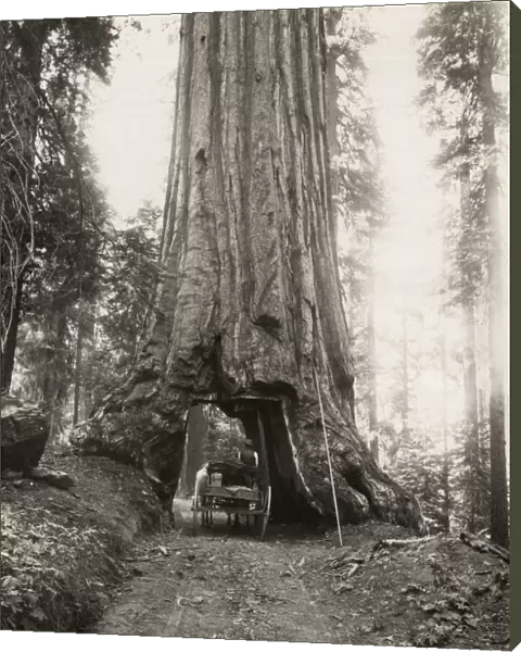 Wawona, giant sequioa tree, Mariposa Grove, California