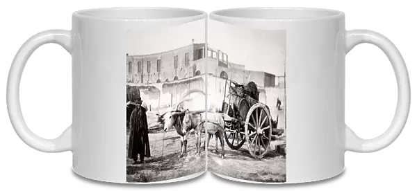 c. 1880s Italy - man with ox cart and wine barrels
