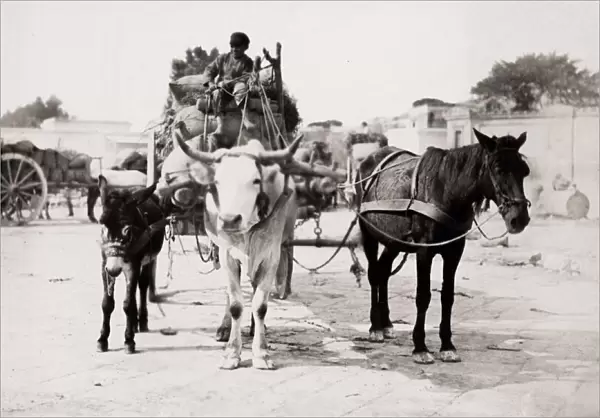 Cart pulled by a horse, cow, bullock, donkey at same time
