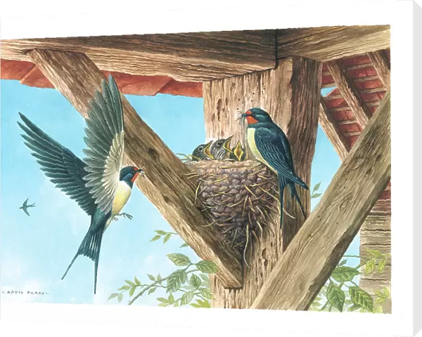 Swallows British Birds Watercolour painting David