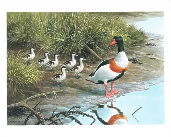 Shelduck and young