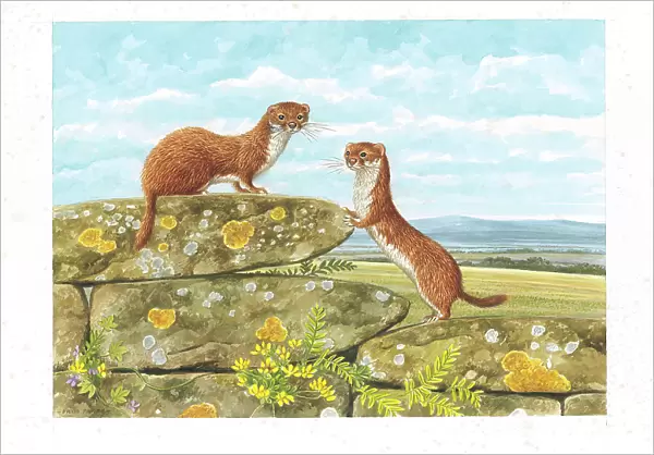 Weasels by David Parry