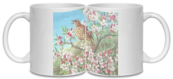 Song thrush British Birds Watercolour painting