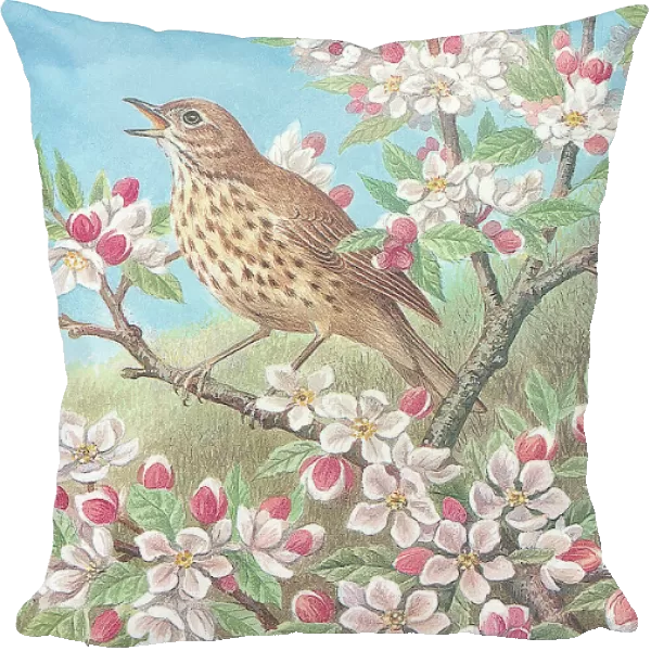 Song thrush British Birds Watercolour painting