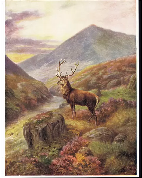 Red Deer by George Rankin